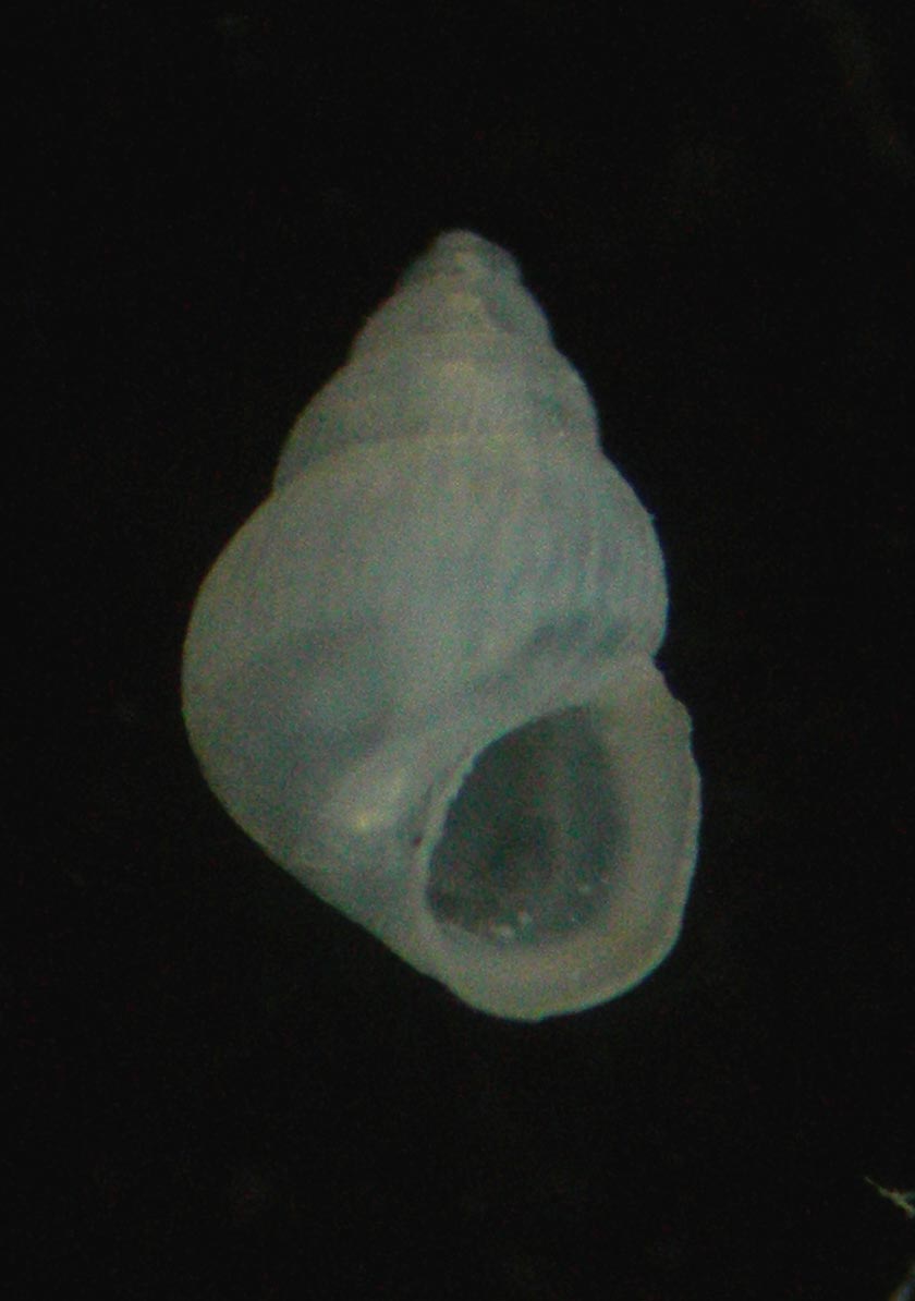 Pusillina incospiqua